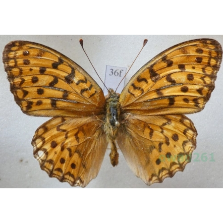 Argynnis niobe (Linnaeus, 1758) Dostojka niobe Greece36f